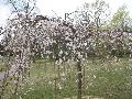Weeping Japanese Cherry / Prunus subhirtella ‘Pendula’ 